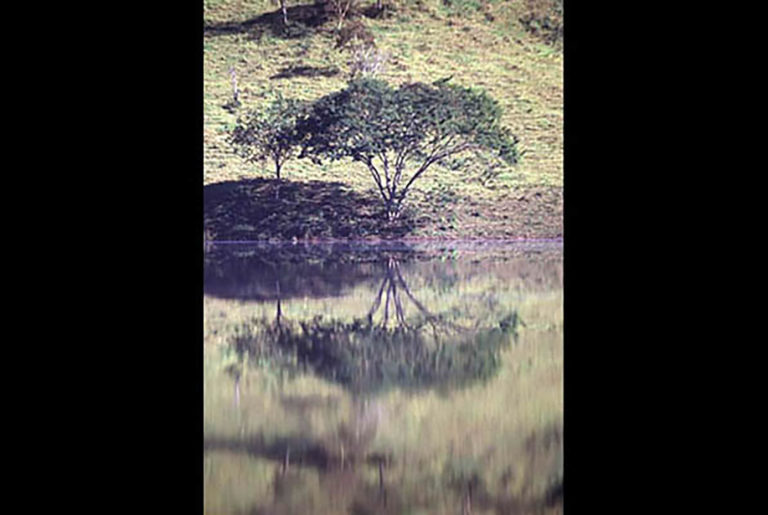 37GS-044 Tree reflection Nazare-BR-2-