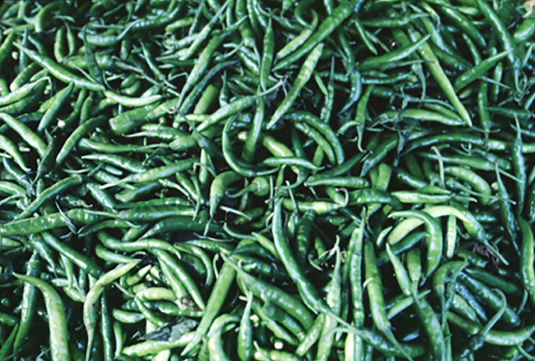 43greenpeppers_india-2-