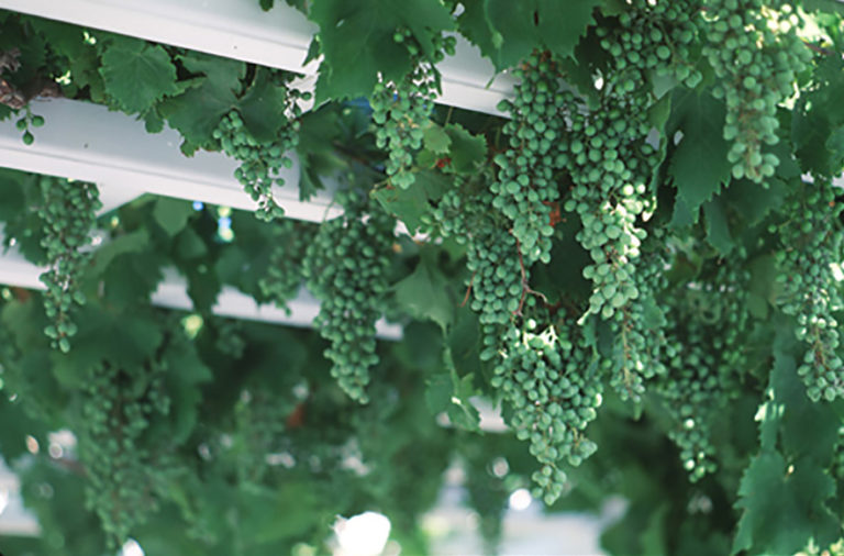 45grapes_greece-2-